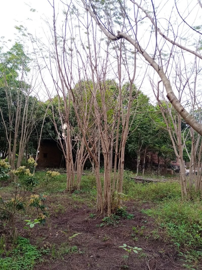 出售各种规格绿化园林凤凰树，基地直销一手货源8至25公分