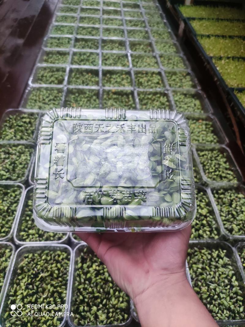 0添加天然井水黑豆苗芽苗菜
