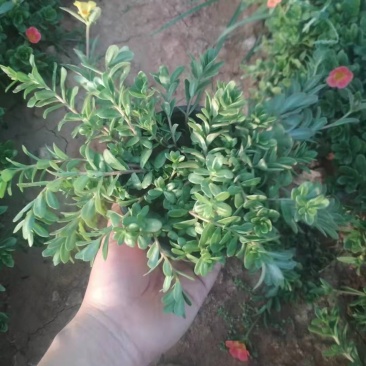 太阳花半枝莲营养钵太阳花双色盆太阳花