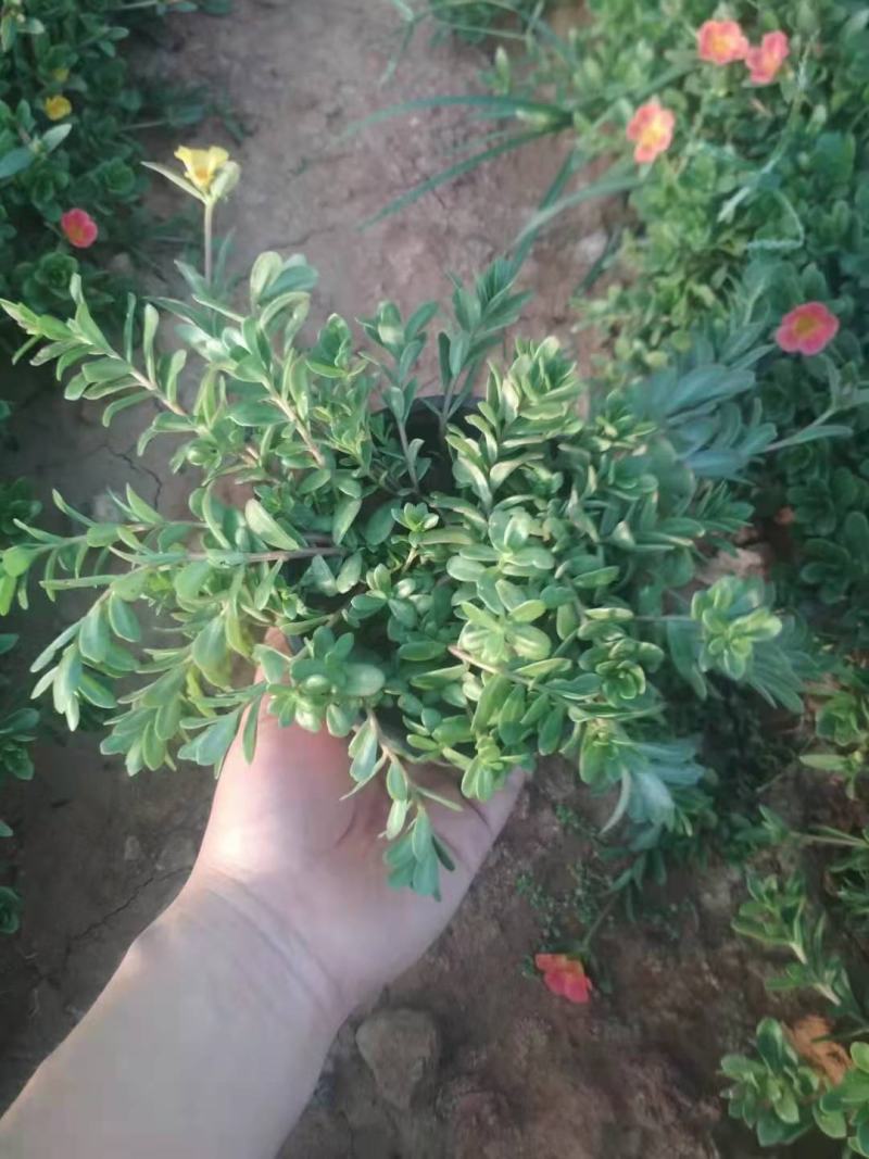 太阳花半枝莲营养钵太阳花双色盆太阳花