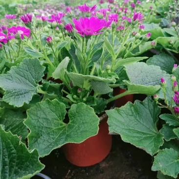 瓜叶菊双色盆瓜叶菊种植基地