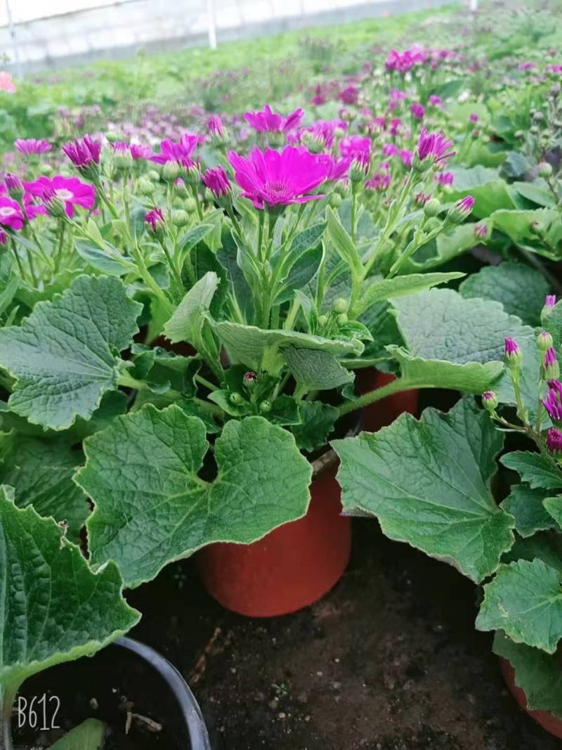 瓜叶菊双色盆瓜叶菊种植基地