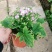 瓜叶菊双色盆瓜叶菊种植基地