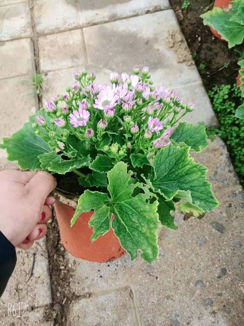 瓜叶菊双色盆瓜叶菊种植基地