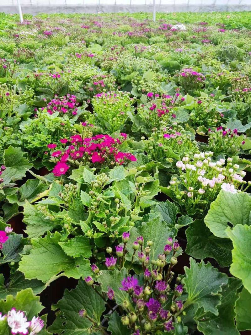 瓜叶菊双色盆瓜叶菊种植基地