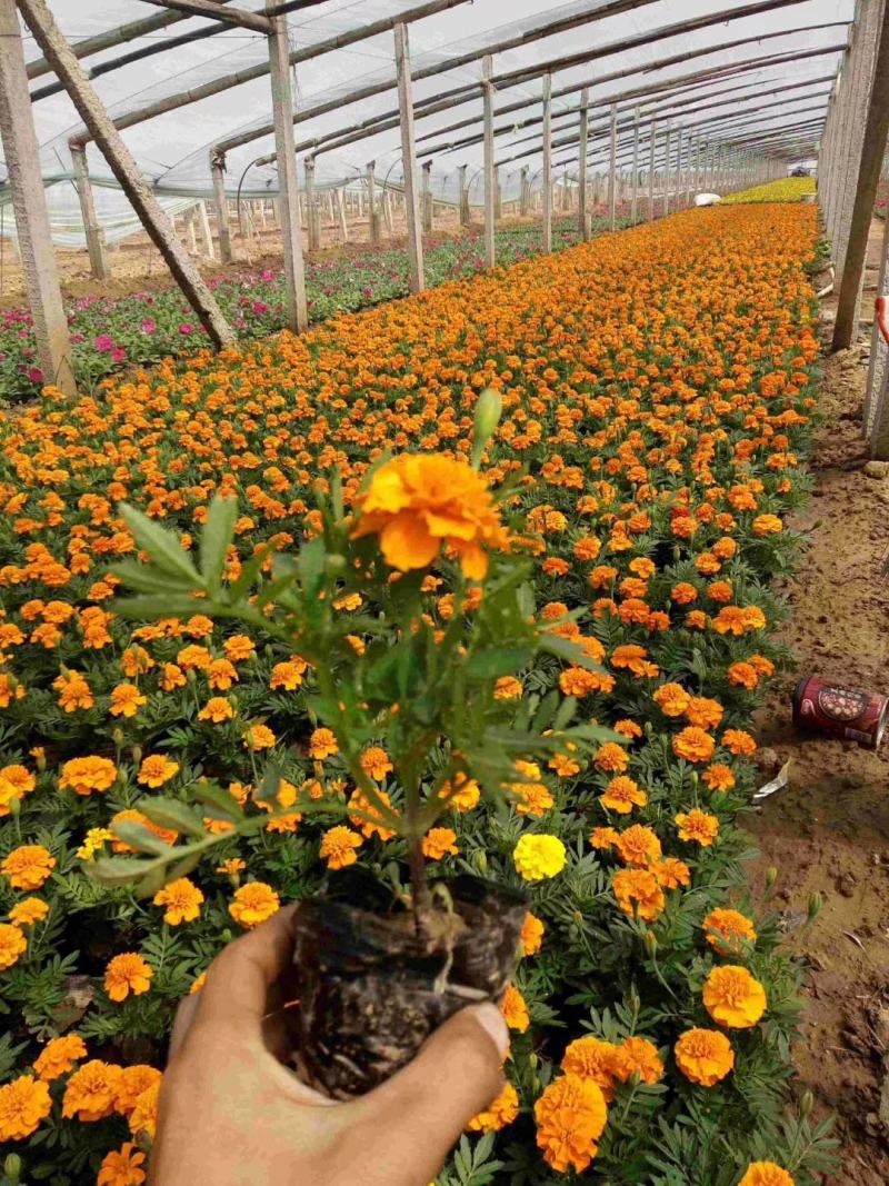 孔雀草营养钵孔雀草双色盆孔雀草五一国庆草花租摆