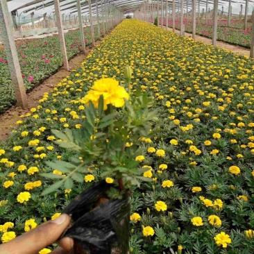 孔雀草营养钵孔雀草双色盆孔雀草五一国庆草花租摆