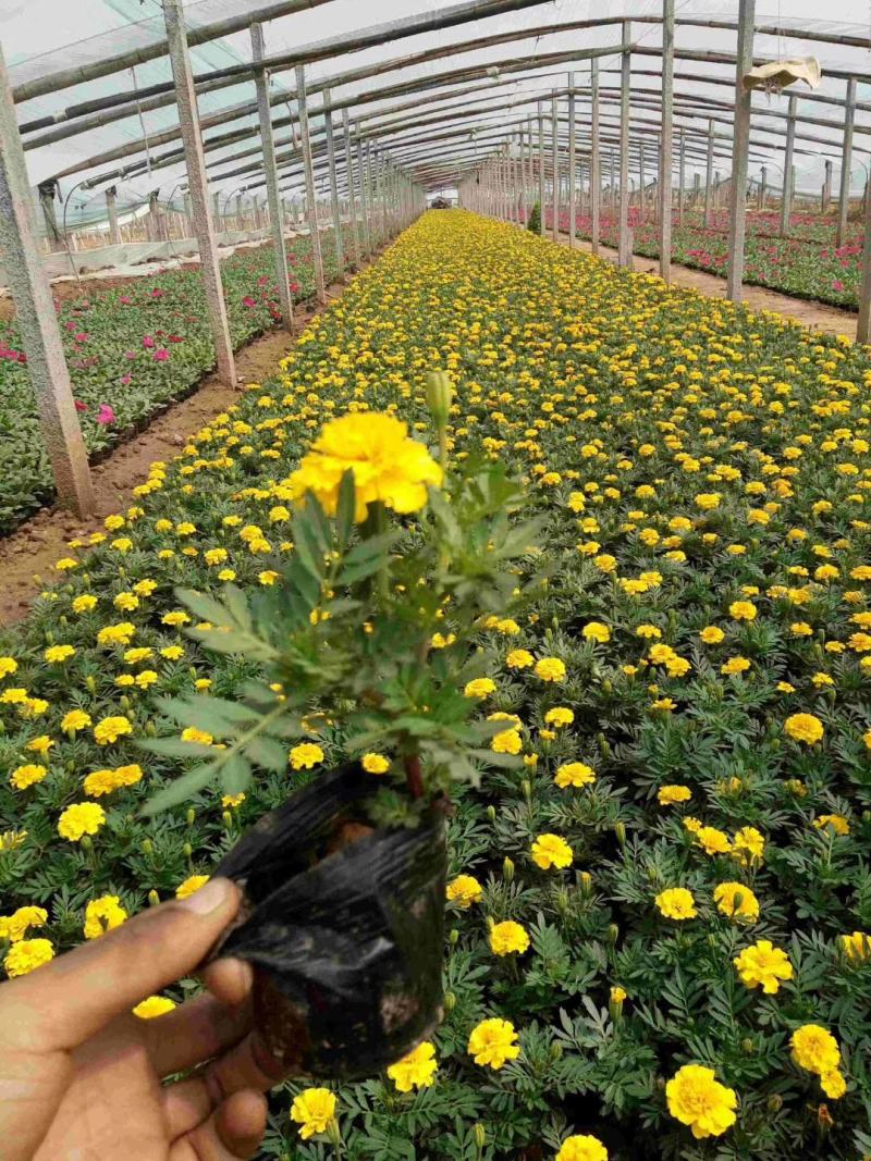 孔雀草营养钵孔雀草双色盆孔雀草五一国庆草花租摆