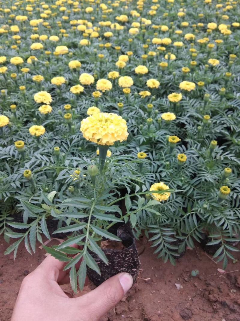 万寿菊营养钵万寿菊双色盆万寿菊