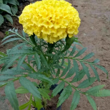 万寿菊营养钵万寿菊双色盆万寿菊