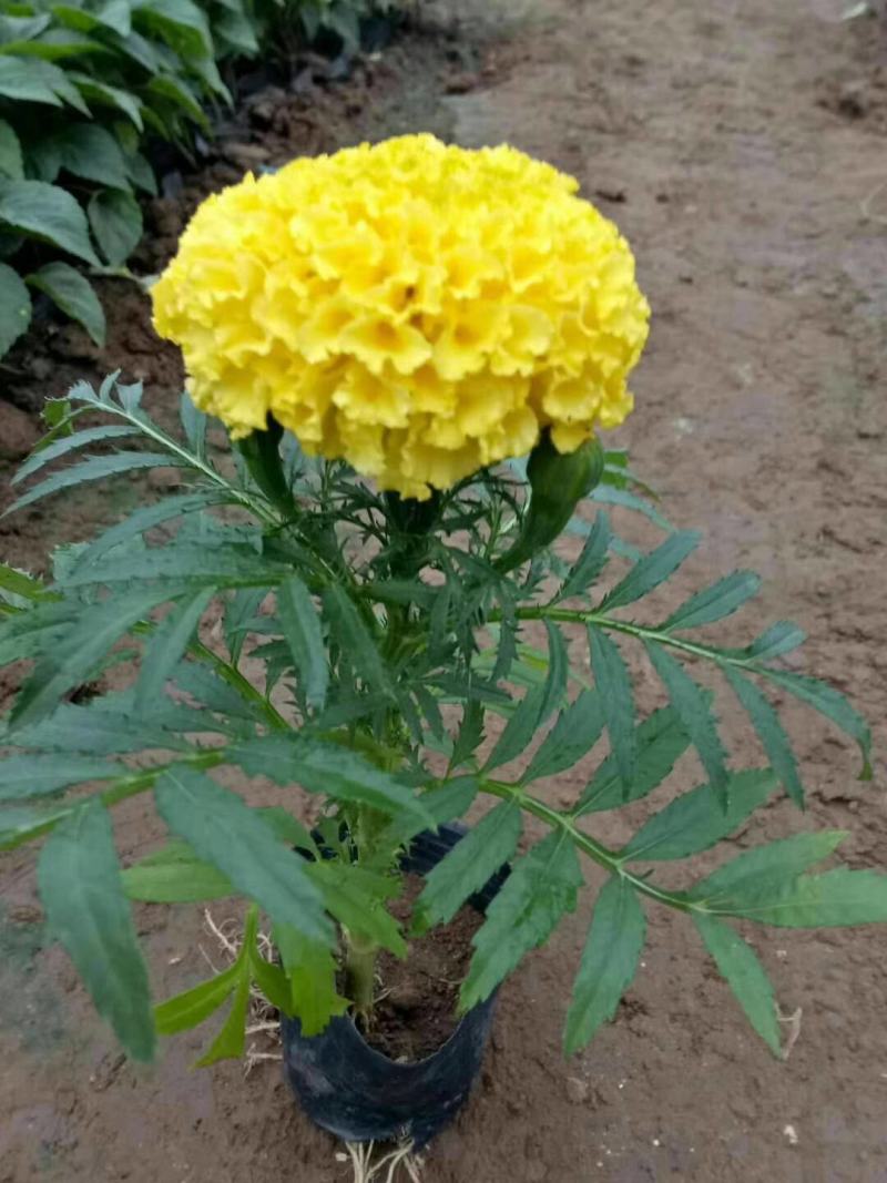 万寿菊营养钵万寿菊双色盆万寿菊