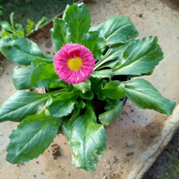 雏菊小盆雏菊双色盆雏菊时令草花基地