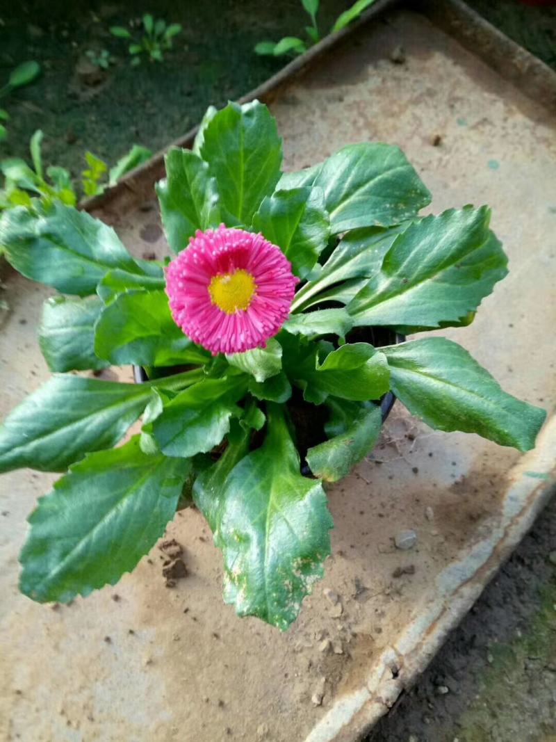 雏菊小盆雏菊双色盆雏菊时令草花基地