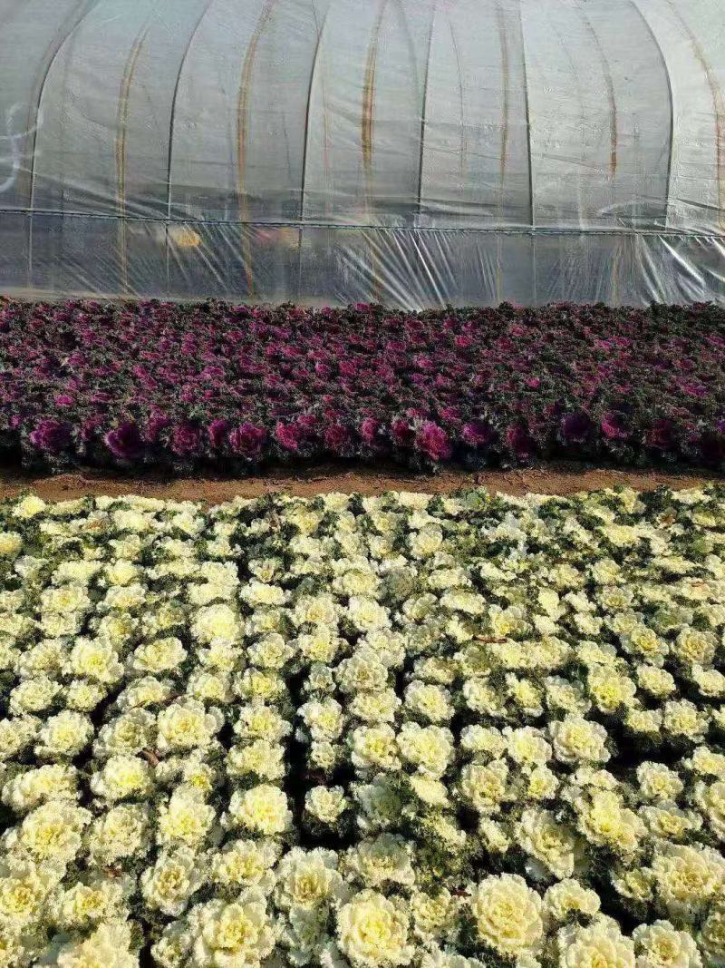 羽衣甘蓝鸽系羽衣甘蓝欧系羽衣甘蓝