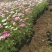 波斯菊格桑花宿根花卉批发