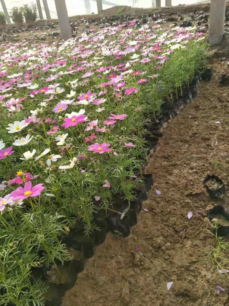 波斯菊格桑花宿根花卉批发