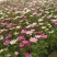 波斯菊格桑花宿根花卉批发