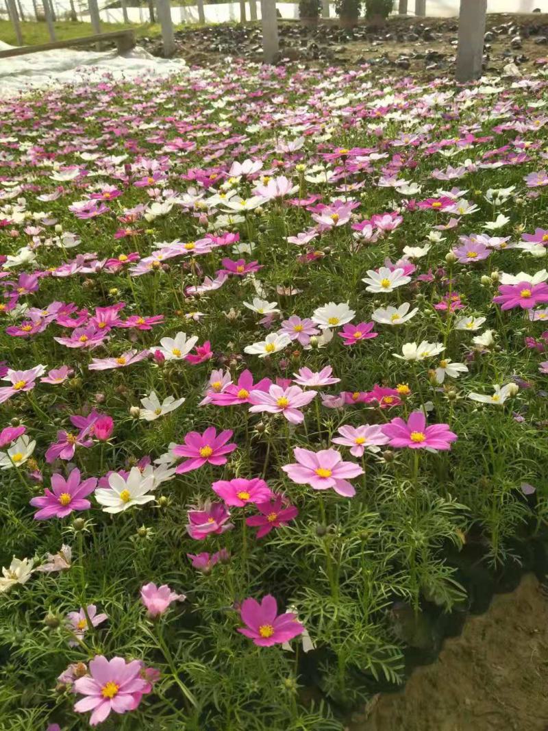 波斯菊格桑花宿根花卉批发