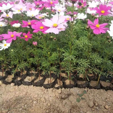 波斯菊格桑花宿根花卉批发