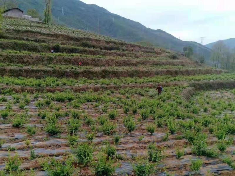 专业种植加工销售金银花10多年余年，友谊第一生意第二