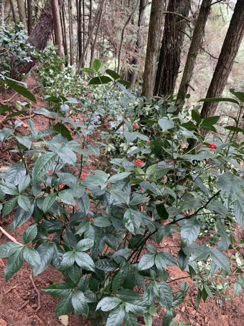 广西草珊瑚苗草珊瑚种苗野草珊瑚新鲜苗20公分以上