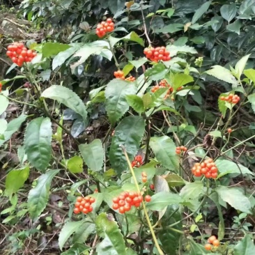 广西草珊瑚苗草珊瑚种苗野草珊瑚新鲜苗20公分以上