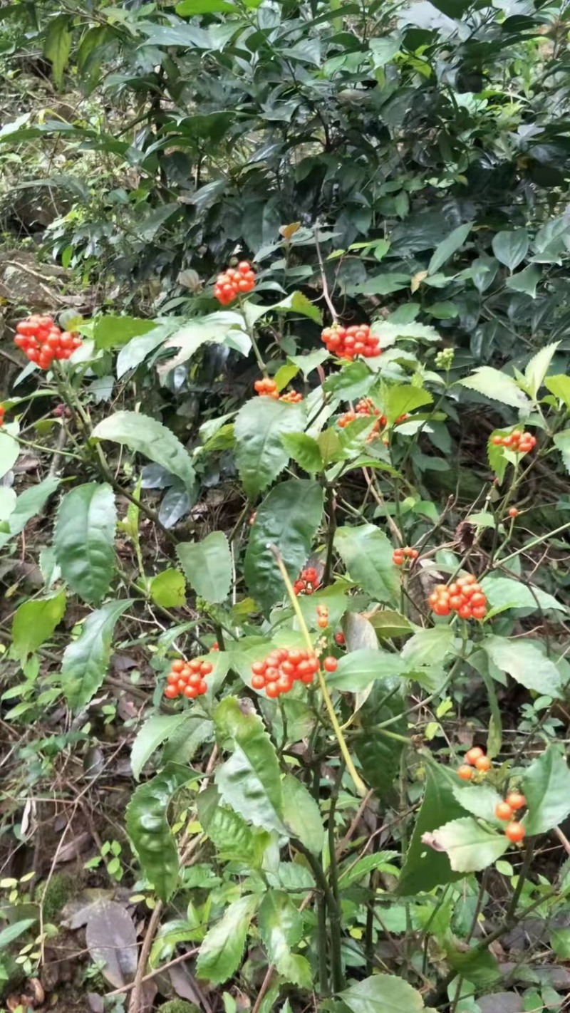 广西草珊瑚苗草珊瑚种苗野草珊瑚新鲜苗20公分以上