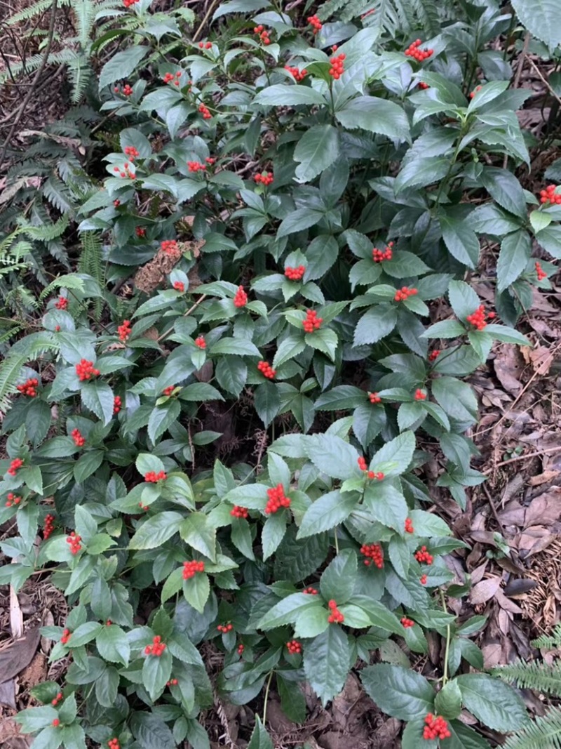 广西草珊瑚苗草珊瑚种苗野草珊瑚新鲜苗20公分以上