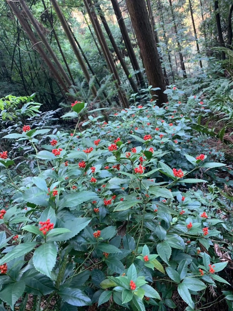 广西草珊瑚苗草珊瑚种苗野草珊瑚新鲜苗20公分以上