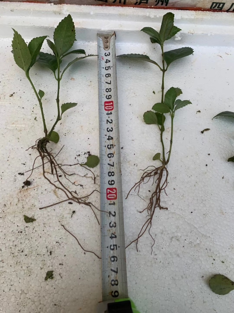广西草珊瑚苗草珊瑚种苗野草珊瑚新鲜苗20公分以上