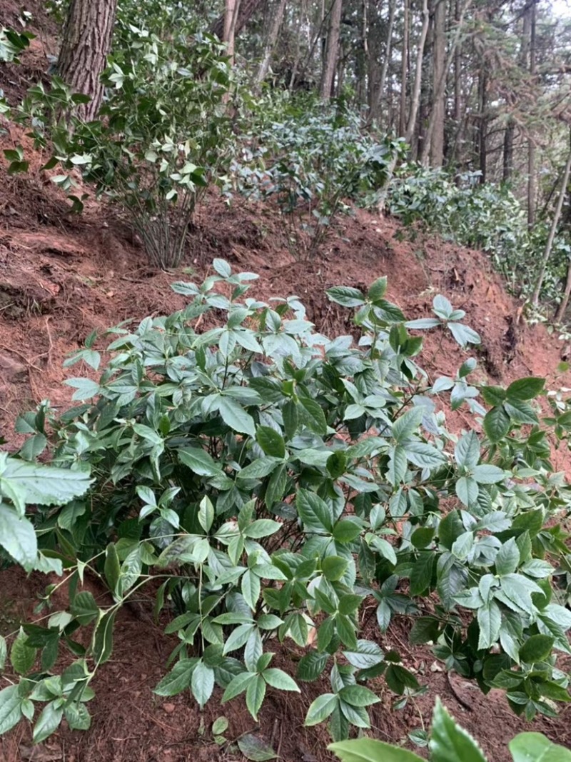 广西草珊瑚苗草珊瑚种苗野草珊瑚新鲜苗20公分以上