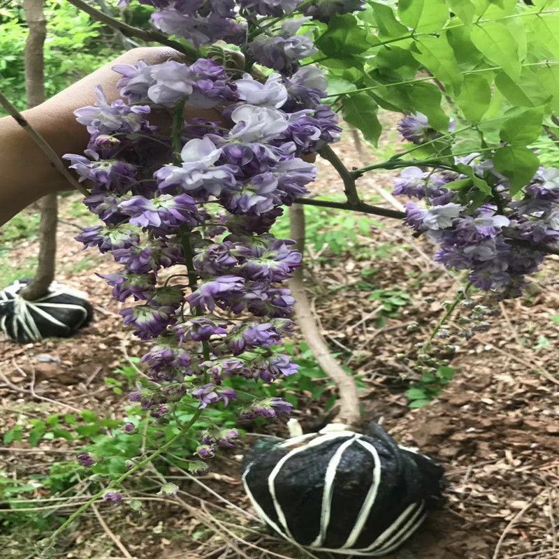 紫藤紫藤树苗产地多花紫藤批发，爬藤植物一手货源无中间商