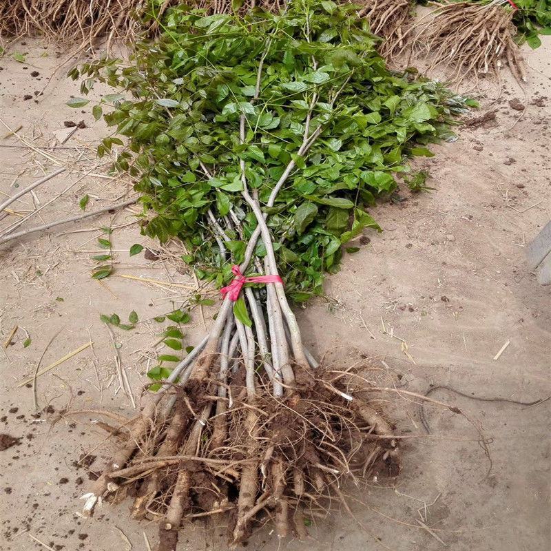 紫藤紫藤树苗产地多花紫藤批发，爬藤植物一手货源无中间商