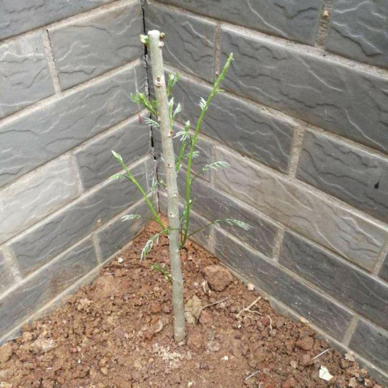 紫藤紫藤树苗产地多花紫藤批发，爬藤植物一手货源无中间商