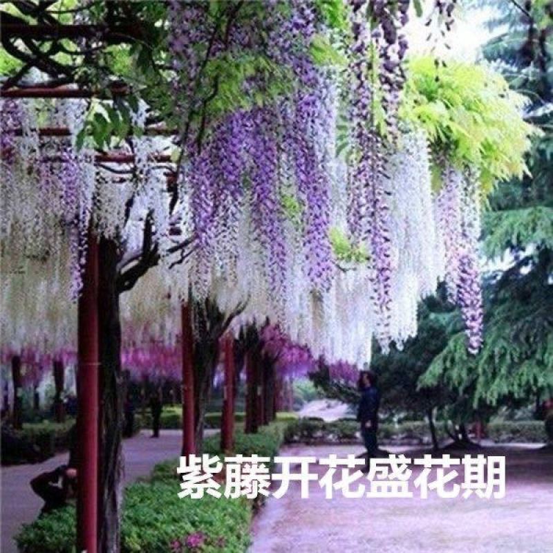 紫藤紫藤树苗产地多花紫藤批发，爬藤植物一手货源无中间商
