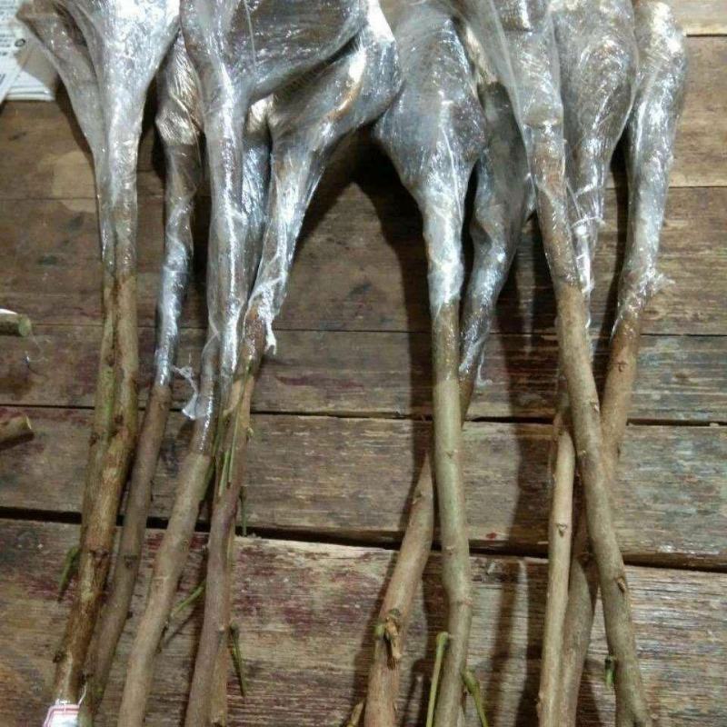 紫藤紫藤树苗产地多花紫藤批发，爬藤植物一手货源无中间商