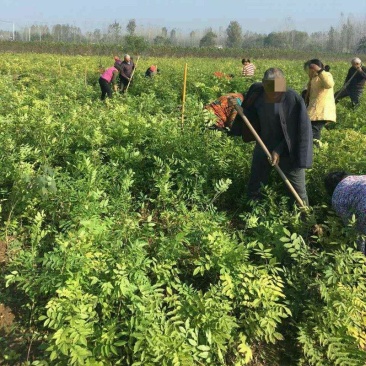 紫藤紫藤树苗产地多花紫藤批发，爬藤植物一手货源无中间商