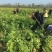 紫藤紫藤树苗产地多花紫藤批发，爬藤植物一手货源无中间商