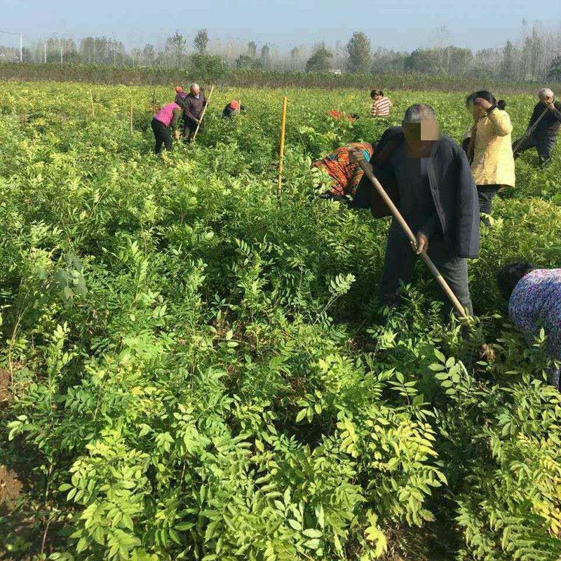 紫藤紫藤树苗产地多花紫藤批发，爬藤植物一手货源无中间商