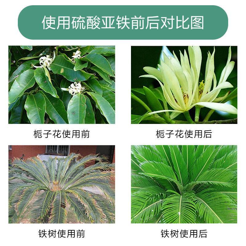 硫酸亚铁七水硫酸亚铁七水绿矾防止黄叶土壤调节