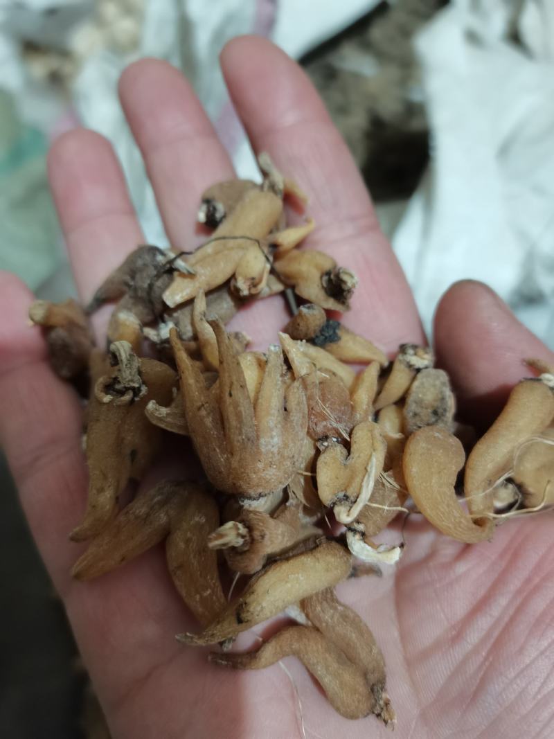 手掌参佛手参佛手参无硫各种中药材抓药方