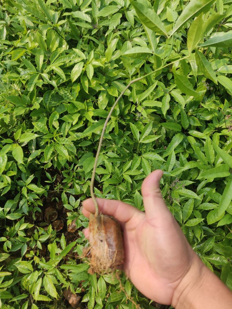 三叉虎三丫虎苗大量回收