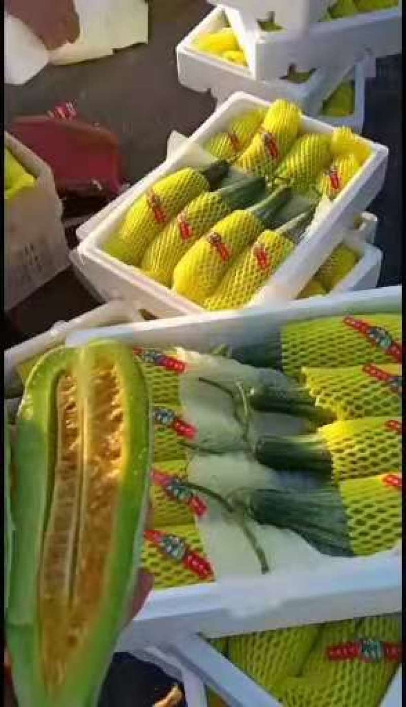 山东潍坊寿光产地羊角蜜，博羊七二甜瓜，蜜园十八，密七七，