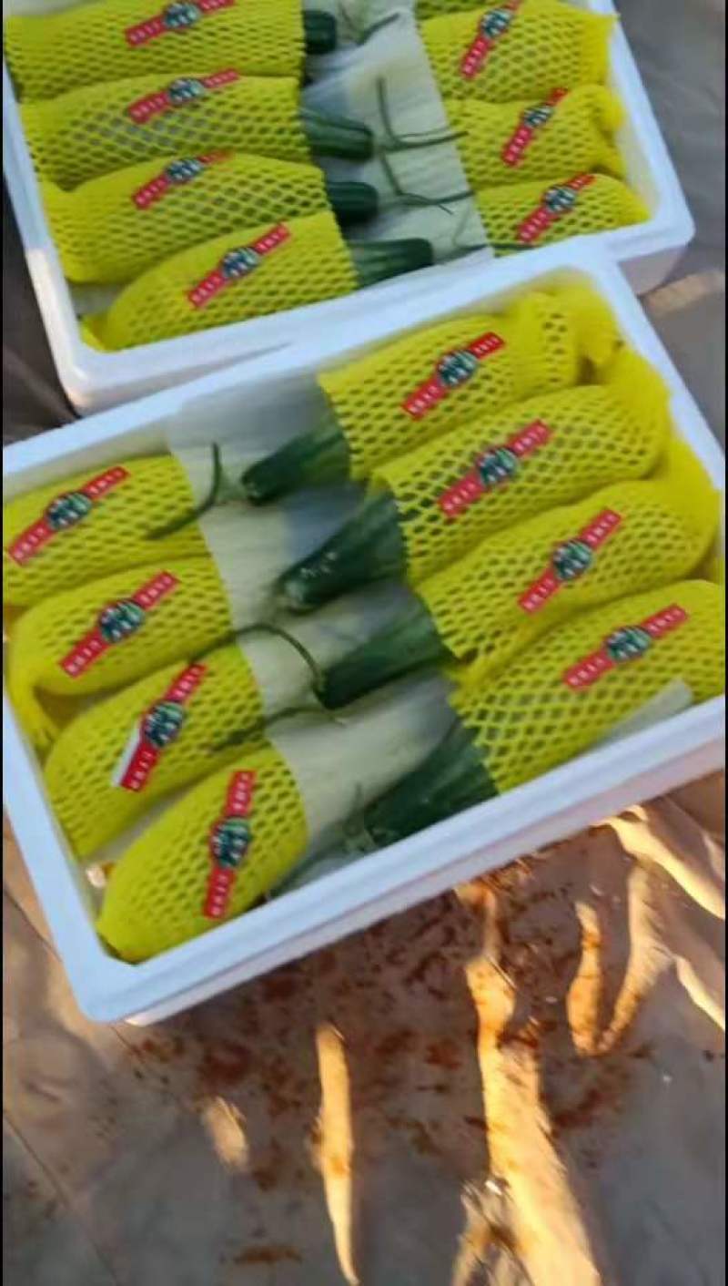 山东潍坊寿光产地羊角蜜，博羊七二甜瓜，蜜园十八，密七七，