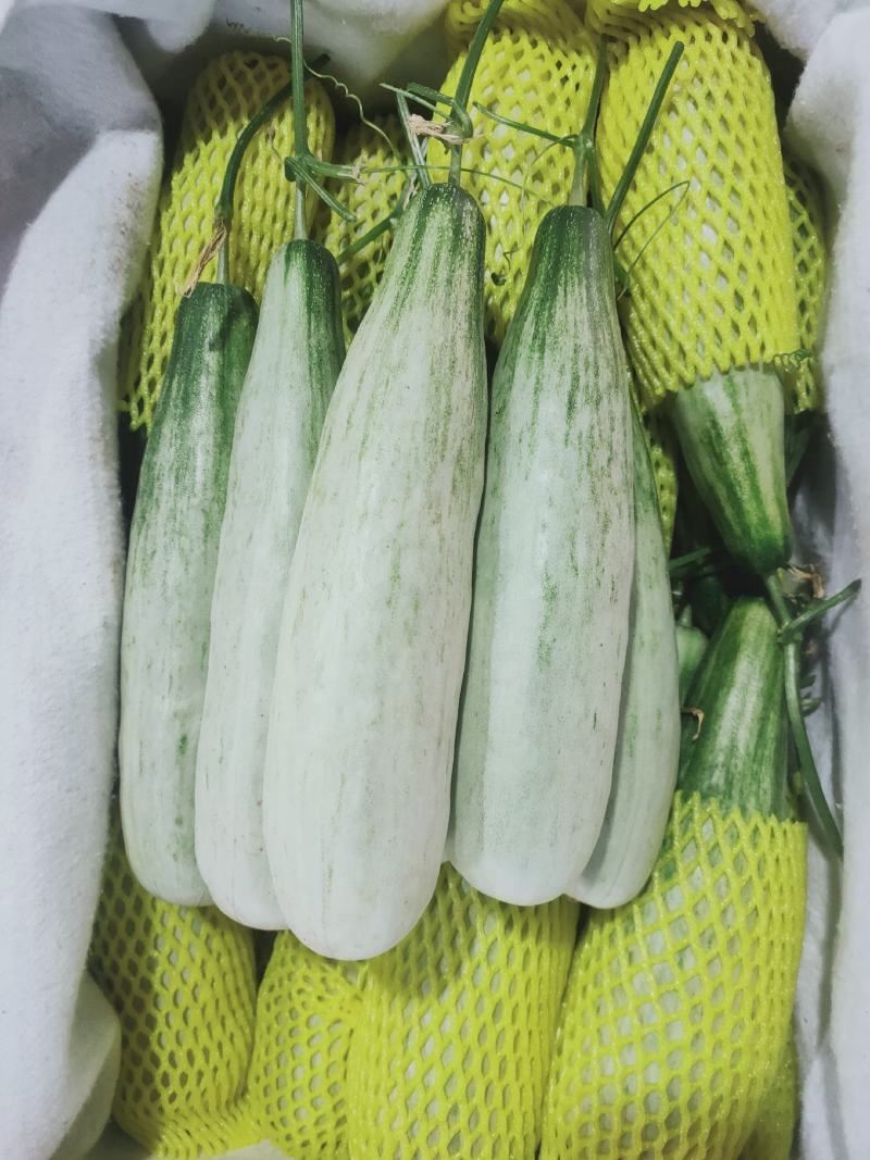 山东潍坊寿光产地羊角蜜，博羊七二甜瓜，蜜园十八，密七七，