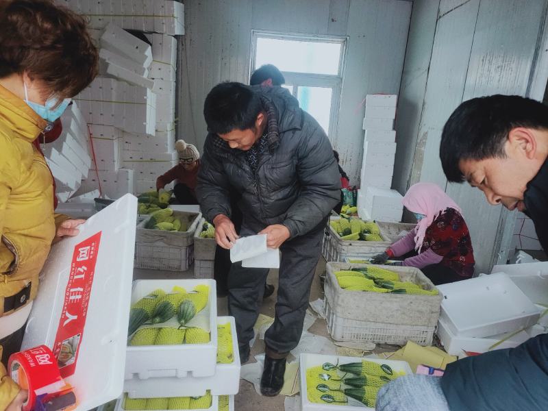 山东潍坊寿光产地羊角蜜，博羊七二甜瓜，蜜园十八，密七七，