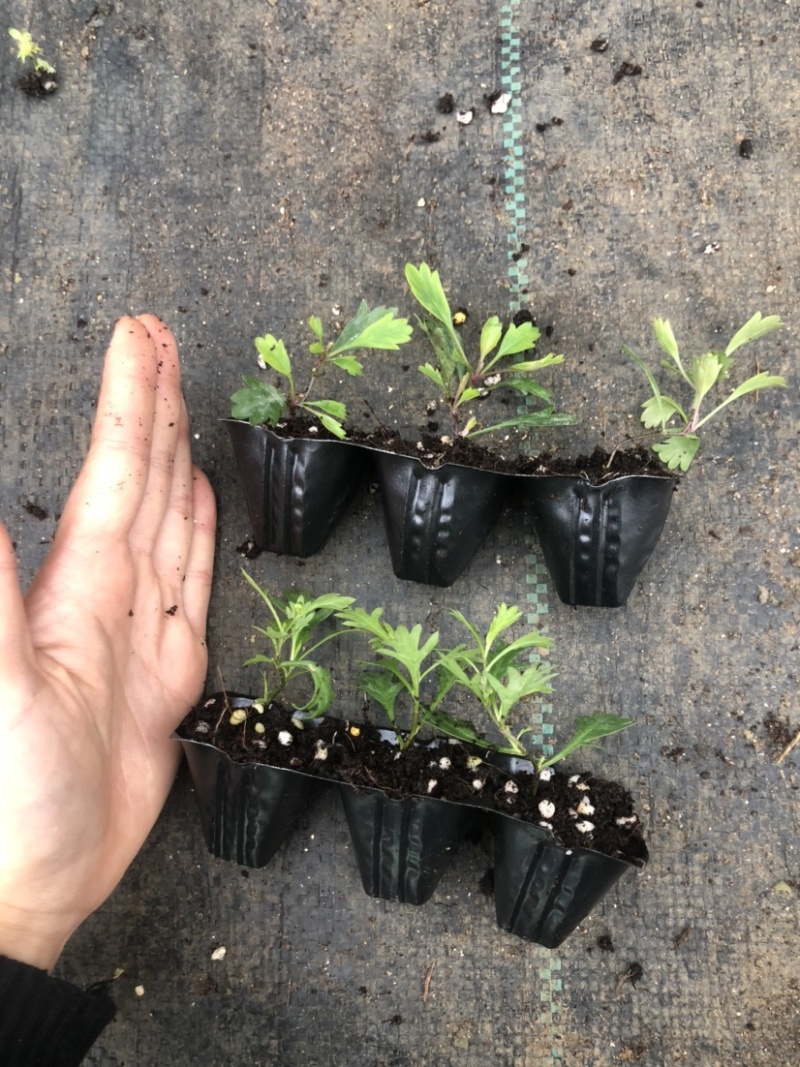 姬小菊穴盘苗黄玫红紫白巴西烂天蓝预定秋天发货