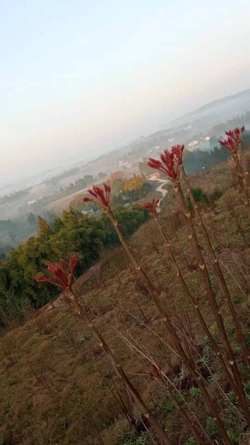 正宗四川基地红油香椿芽