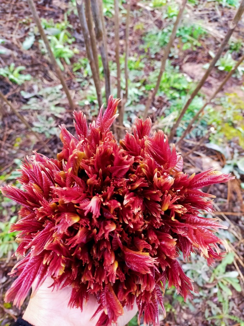 正宗四川基地红油香椿芽