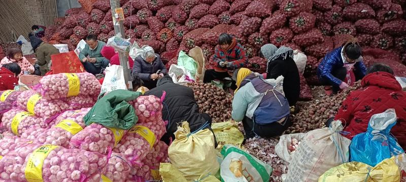 河南杞县鲜蒜货源充足产地直销品质优先全国发货